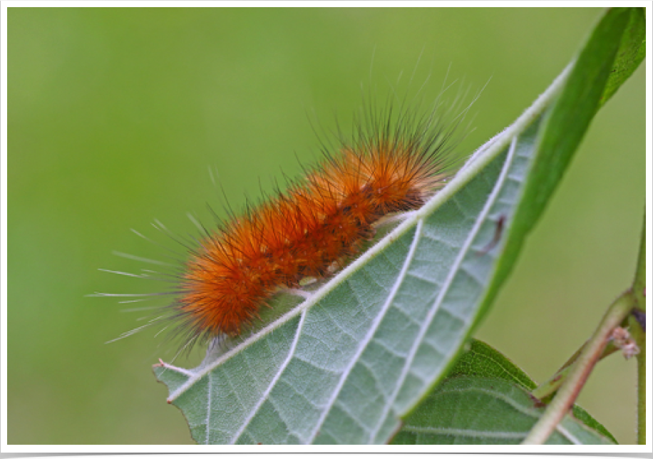 Spilosoma virginica
Virginian Tiger Moth (Yellow Woolybear) 
Hale County, Alabama